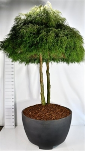 Кипарисовик горохоплодный "Filifera Nana" 325/120 (Nieuwkoop Europe) 43719