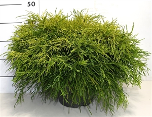 Кипарисовик горохоплодный "Sungold" 45/26 (Nieuwkoop Europe), 43720 43720