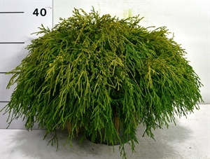 Кипарисовик горохоплодный "Sungold" 40/23 (Nieuwkoop Europe) 43723