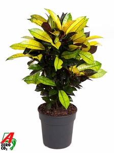 Кодиеум пестрый (кротон) "Mrs. Iceton" 70/21 (Nieuwkoop Europe) 43737