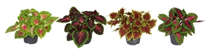 Колеус микс 30/12 (Nieuwkoop Europe) 43738