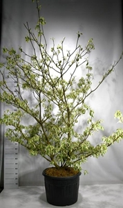Дёрен спорный "Variegata" 270/65 (Nieuwkoop Europe) 43772
