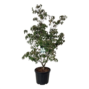 Дёрен коуза "China Girl" 210/50 (Nieuwkoop Europe) 43778