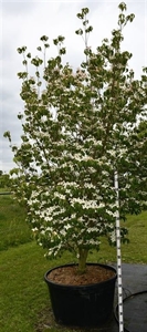 Дёрен коуза "Milky Way" 300/90 (Nieuwkoop Europe) 43784
