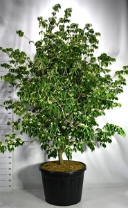 Дёрен коуза "Sternenhimmel" 250/80 (Nieuwkoop Europe) 43794