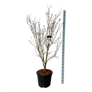 Дёрен коуза "Teutonia" 240/50 (Nieuwkoop Europe) 43798