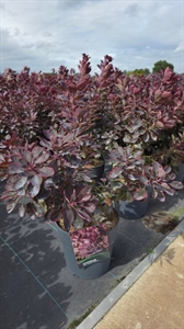 Скумпия кожевенная "Royal Purple" 75/27 (Nieuwkoop Europe) 43818