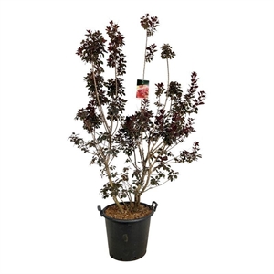 Скумпия кожевенная "Royal Purple" 240/50 (Nieuwkoop Europe) 43819