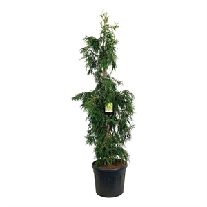Криптомерия японская "Kyara Gold" 260/50 (Nieuwkoop Europe) 43838