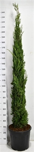 Кипарис вечнозелёный "Pyramidalis" 250/40 (Nieuwkoop Europe) 43842