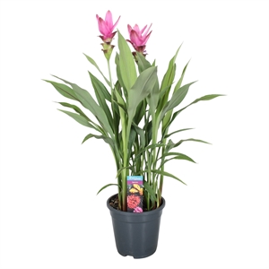 Куркума siam supreme 80/19 (Nieuwkoop Europe) 43852