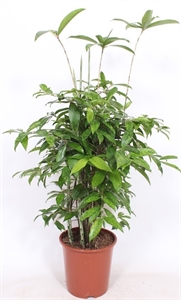 Драцена суркулоза (Годсефа) 100/27 (Nieuwkoop Europe) 44219