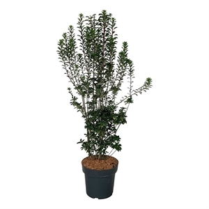 Энкиантус колокольчатый 145/32 (Nieuwkoop Europe) 44263