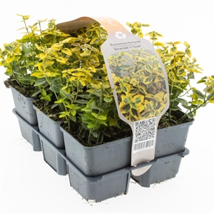 Бересклет Форчуна "Emerald" (Nieuwkoop Europe) 44283