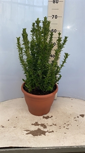 Японский шпиндель "Green Spire" 60/29 (Nieuwkoop Europe) 44297