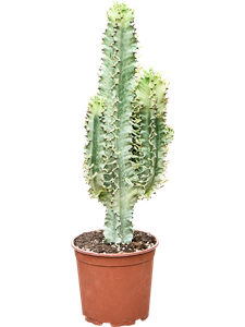 Молочай эритрейский (эуфорбия эритрея) "Variegata" 85/24 (Nieuwkoop Europe) 44376