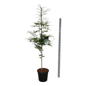 Бук европейский "Aspleniifolia" 210/40 (Nieuwkoop Europe) 44391