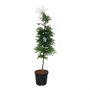 Бук европейский "Aspleniifolia" 260/50 (Nieuwkoop Europe) 44392