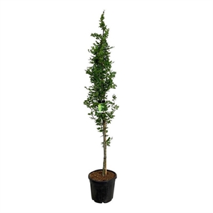 Бук европейский "Dawyck Gold" 280/50 (Nieuwkoop Europe) 44399