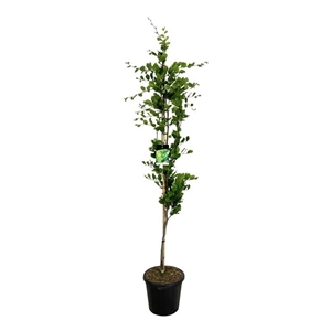 Бук европейский "Dawyck Gold" 210/40 (Nieuwkoop Europe) 44400