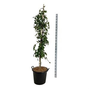 Бук европейский "Pendula" 240/50 (Nieuwkoop Europe) 44403