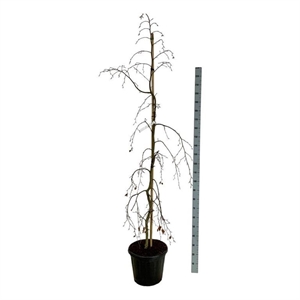 Бук европейский "Pendula" 210/40 (Nieuwkoop Europe) 44404