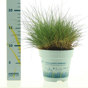Овсяница Готье "Amigreen" 20/10 (Nieuwkoop Europe) 44420