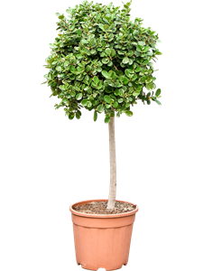 Фикус "Panda" 110/38 (Nieuwkoop Europe) 44421