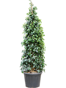 Фикус бенджамина "Danielle" 210/52 (Nieuwkoop Europe) 44530