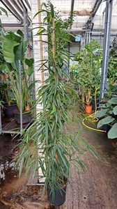 Фикус биннендийка "Alii" 220/30 (Nieuwkoop Europe) 44531