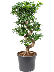 Фикус микрокарпа (мелкоплодный) "Compacta" 90/30 (Nieuwkoop Europe) 44570