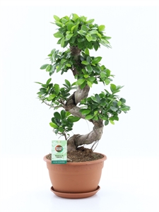 Фикус микрокарпа (мелкоплодный) "Ginseng" 70/27 (Nieuwkoop Europe) 44572