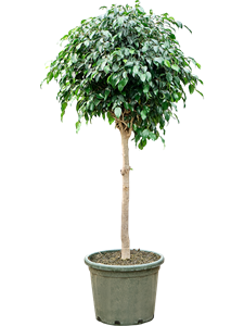 Фикус бенджамина "Danielle" 160/43 (Nieuwkoop Europe) 44847