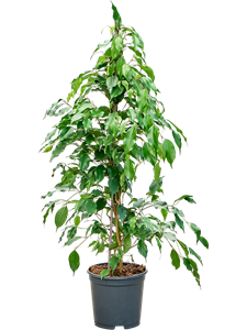 Фикус бенджамина "Exotica" 100/21 (Nieuwkoop Europe) 44850