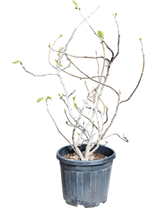 Фикус карика (инжир) branched 140/43 (Nieuwkoop Europe) 44864