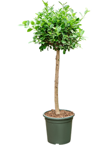 Фикус микрокарпа (мелкоплодный) "Moclame" 140/32 (Nieuwkoop Europe) 44891