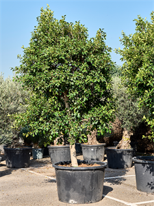 Фикус микрокарпа (мелкоплодный) "Nitida" 375-400 (Nieuwkoop Europe) 44893