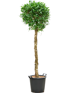 Фикус микрокарпа (мелкоплодный) "Nitida" 225/45 (Nieuwkoop Europe) 44894