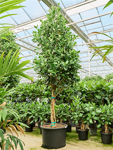 Клузия росеа (клузия розовая) на штамбе 475/85 (Nieuwkoop Europe) 45111
