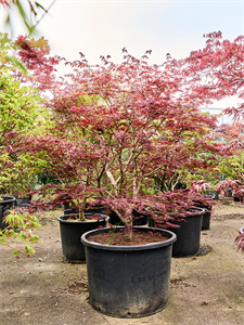 Клен дланевидный "Atropurpureum" 240/80 (Nieuwkoop Europe) 45200