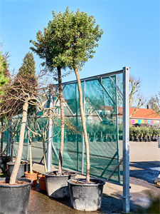 Мастиковое дерево на штамбе 435/80 (Nieuwkoop Europe) 45205
