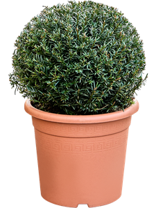 Тис ягодный "Boll" 50/24 (Nieuwkoop Europe) 45211