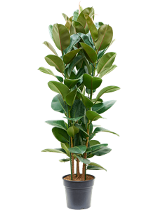 Фикус каучуконосный (эластика) "Robusta" 160/30 (Nieuwkoop Europe) 45243