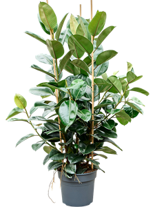 Фикус каучуконосный (эластика) "Robusta" 170/38 (Nieuwkoop Europe) 45244
