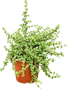 Крассула овата (толстянка овальная) "Lemon" 30/17 (Nieuwkoop Europe) 45255