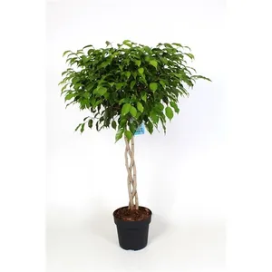 Фикус бендж.Экзотика твист (GL) 7943