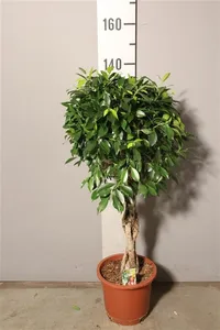 Фикус микрокарпа твист (GL) 7947