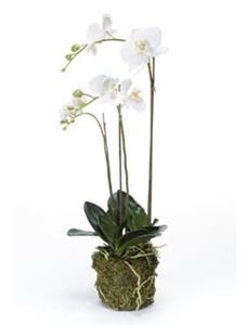 {{photo.Alt || photo.Description || 'Орхидея Фаленопсис с землёй и мхом (искусственная) Nieuwkoop Europe'}}