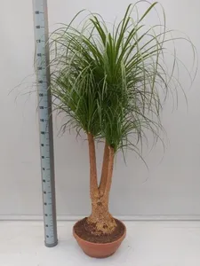 Нолина верт.  45/180  (GL) 10490