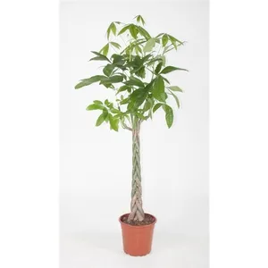 Пахира акватика 150/27 (GL) 10493